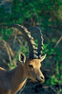 Nubian ibex
