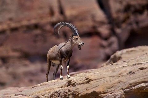 Nubian ibex