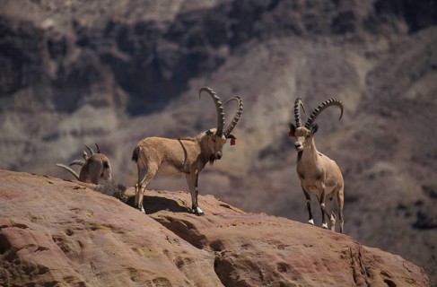 Nubian ibex