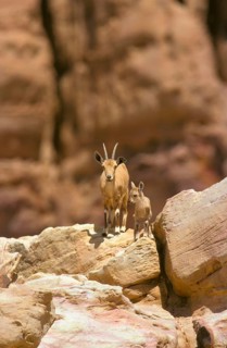 Nubian ibex