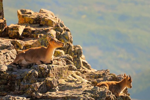 Gredos ibex