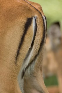 Impala