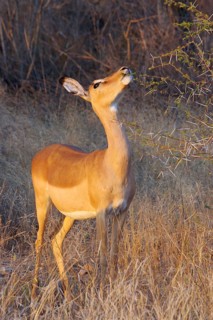 Impala