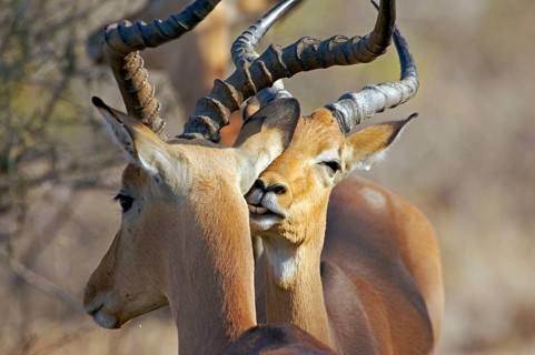 Impala