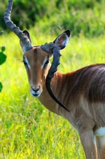 Impala