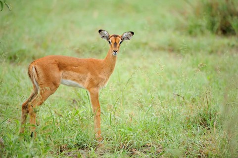 Impala