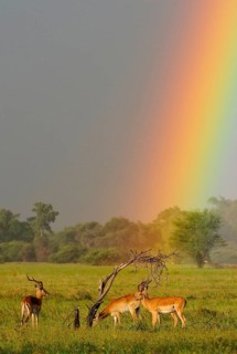 Impala