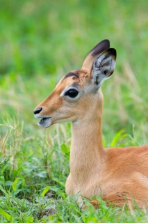 Impala