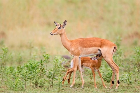 Impala