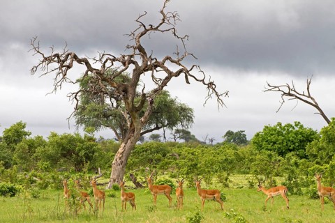 Impala
