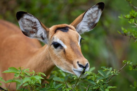 Impala