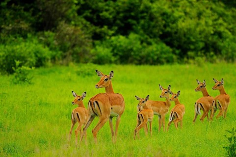 Impala