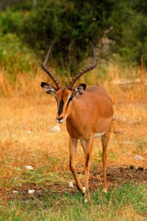 Black-faced impala