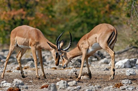 Black-faced impala