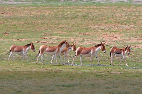 Tibetan Wild Ass