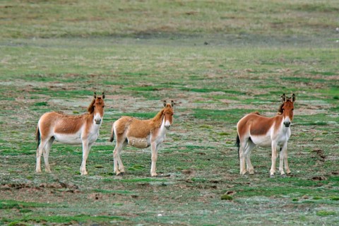 Tibetan Wild Ass