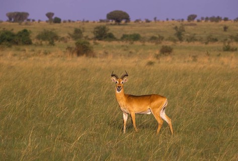 Uganda Kob