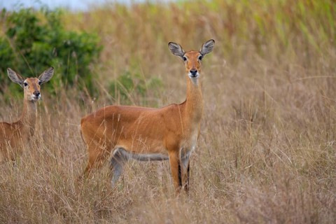 Kob