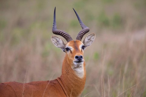 Kob