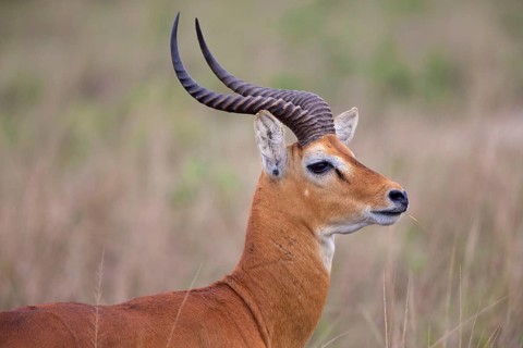 Kob