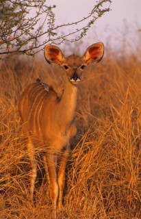 Greater Kudu