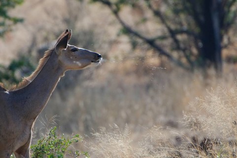 Greater kudu