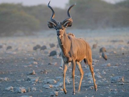 Greater kudu