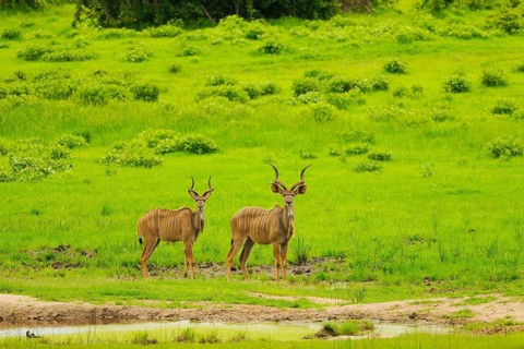 Greater kudu
