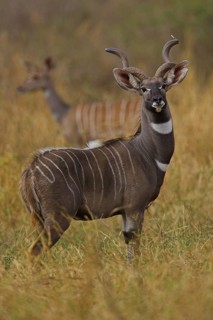 Lesser kudu