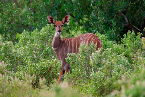 Southern lesser kudu
