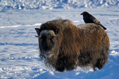 Musk Ox