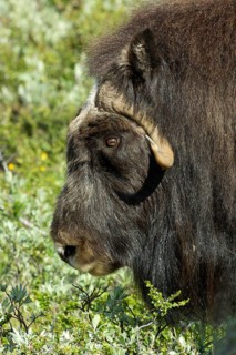Musk oxes