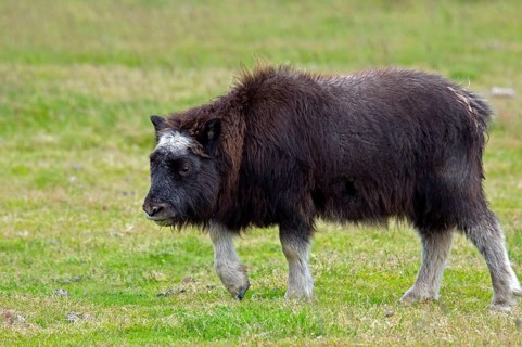 Musk Ox