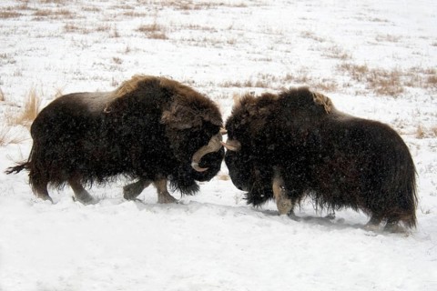 Musk oxes