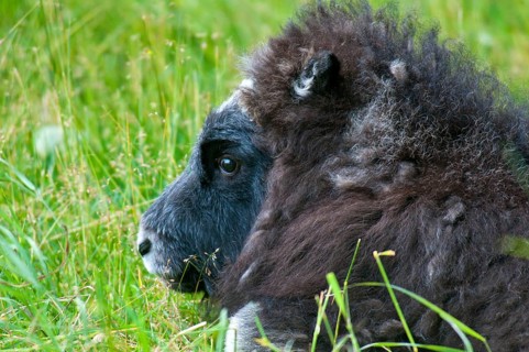 Musk Ox