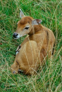 Nilgai