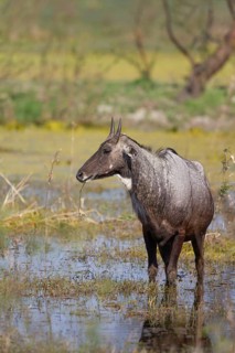 Nilgai
