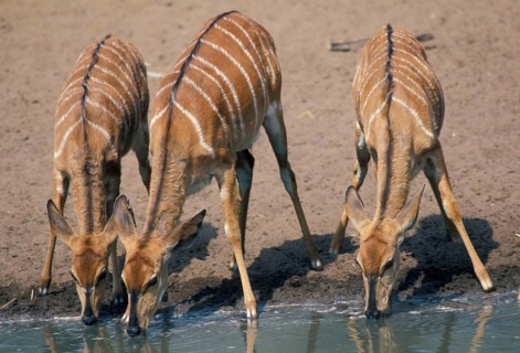 Nyala