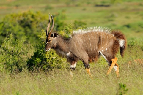 Nyala