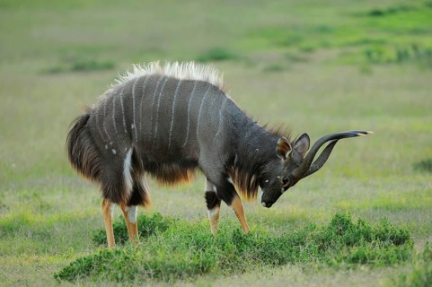Nyala