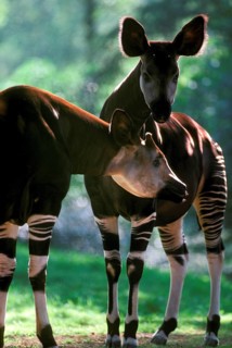 Okapi