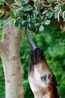 Okapi