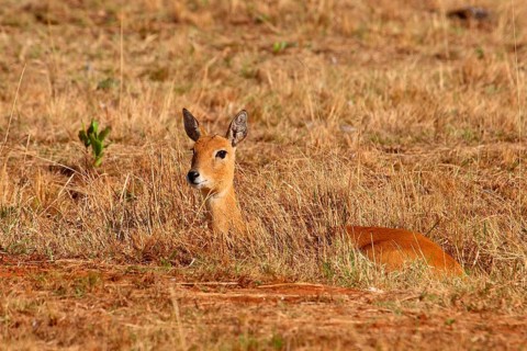 Oribi