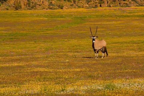 Gemsbok