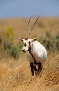 White oryx