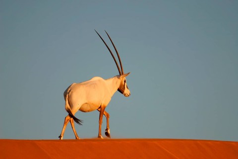 White oryx