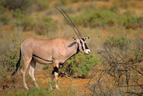 East African oryx