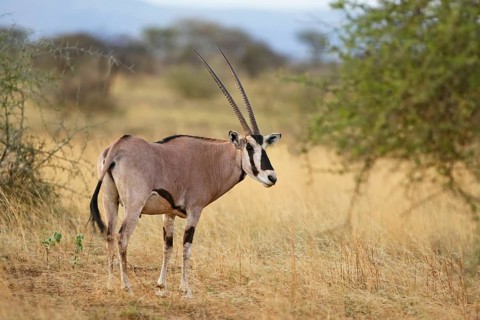 Beisa Oryx