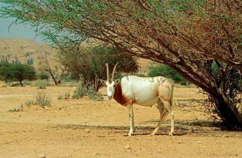 Scimitar oryx