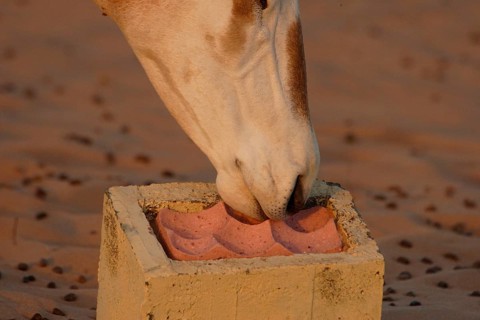 Scimitar oryx